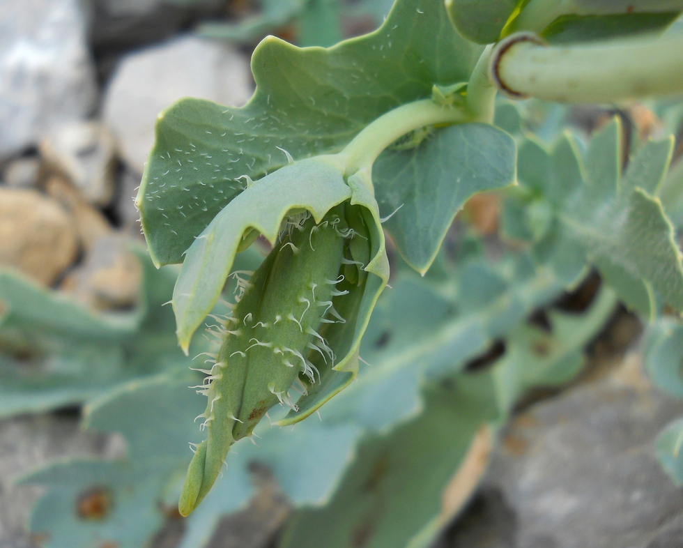 Изображение особи Glaucium flavum.