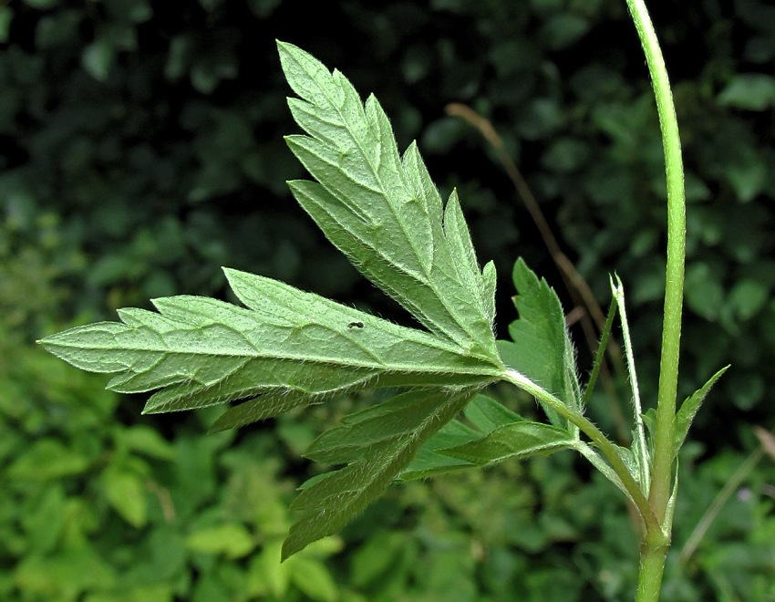 Изображение особи Geranium popovii.