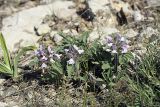 Phlomoides boraldaica