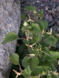 genus Viola. Верхушка побега с плодами. Кабардино-Балкария, Зольский р-н, долина Джилы-Су. 27.07.2012.