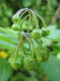 Solanum nigrum