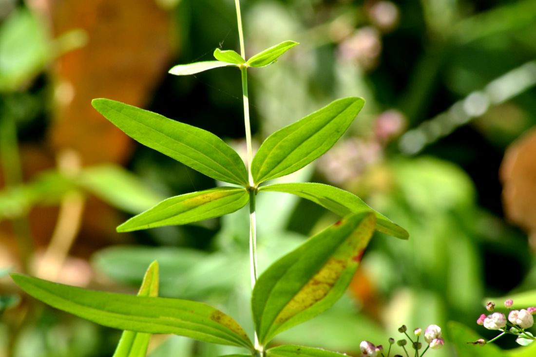 Image of Galium physocarpum specimen.