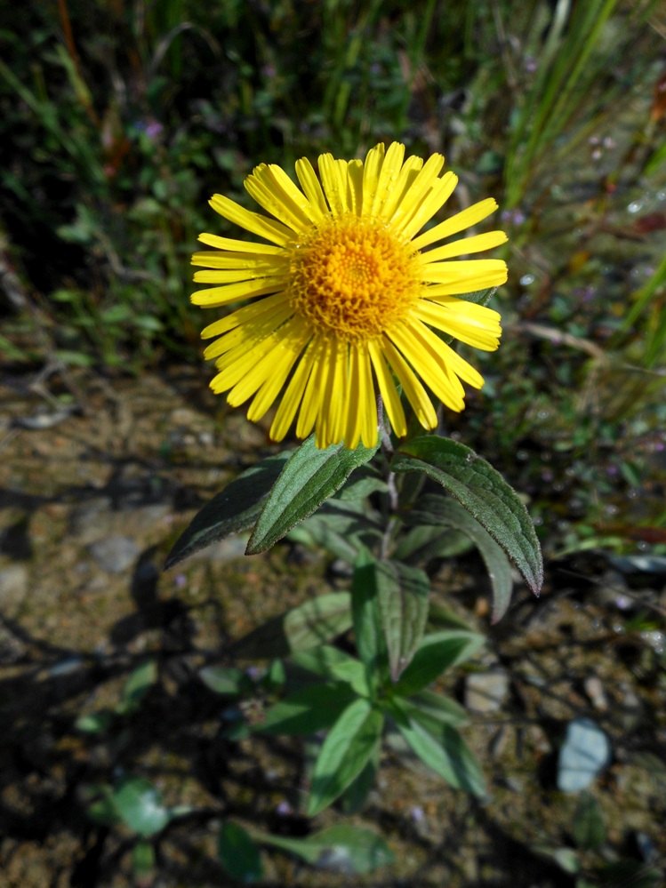 Image of Inula japonica specimen.