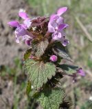 Lamium purpureum