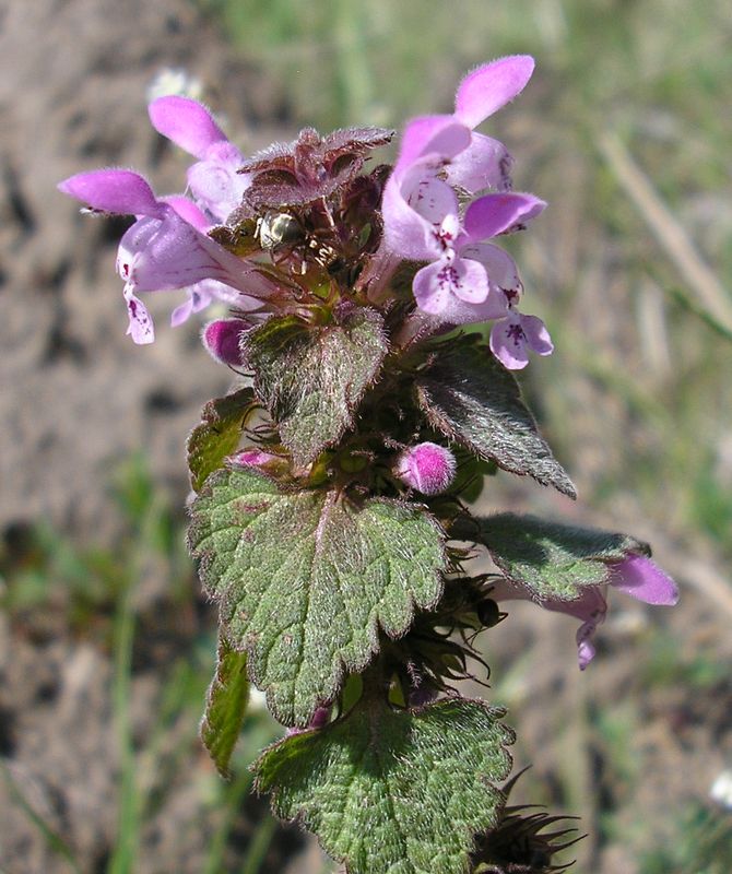 Изображение особи Lamium purpureum.