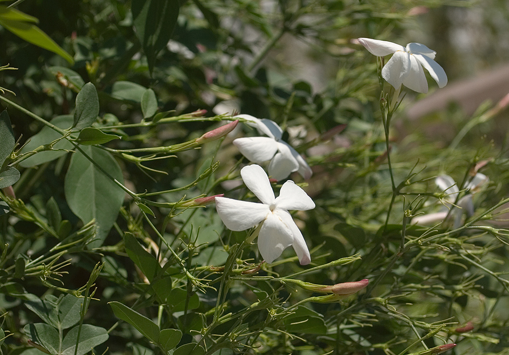 Image of Jasminum officinale specimen.