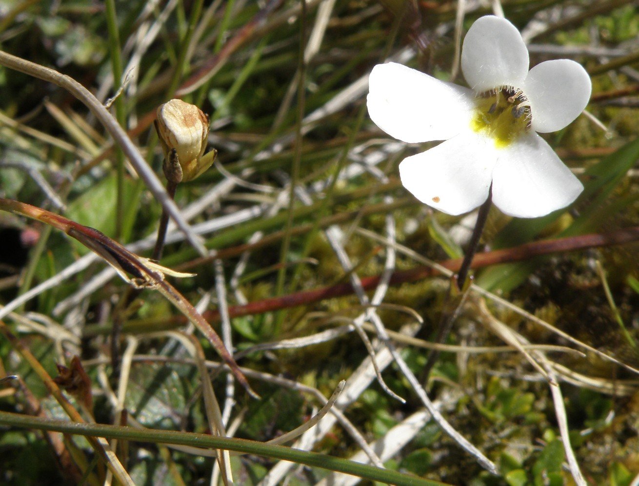 Изображение особи Ourisia caespitosa.