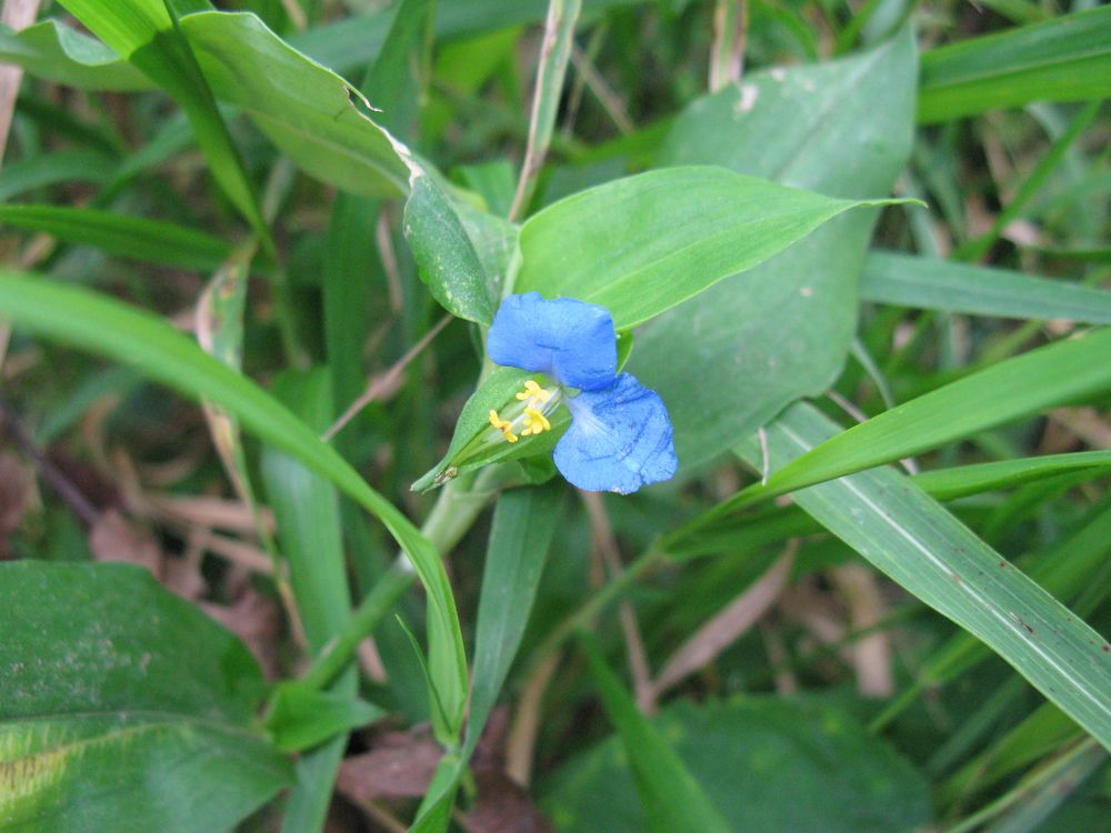 Изображение особи Commelina communis.