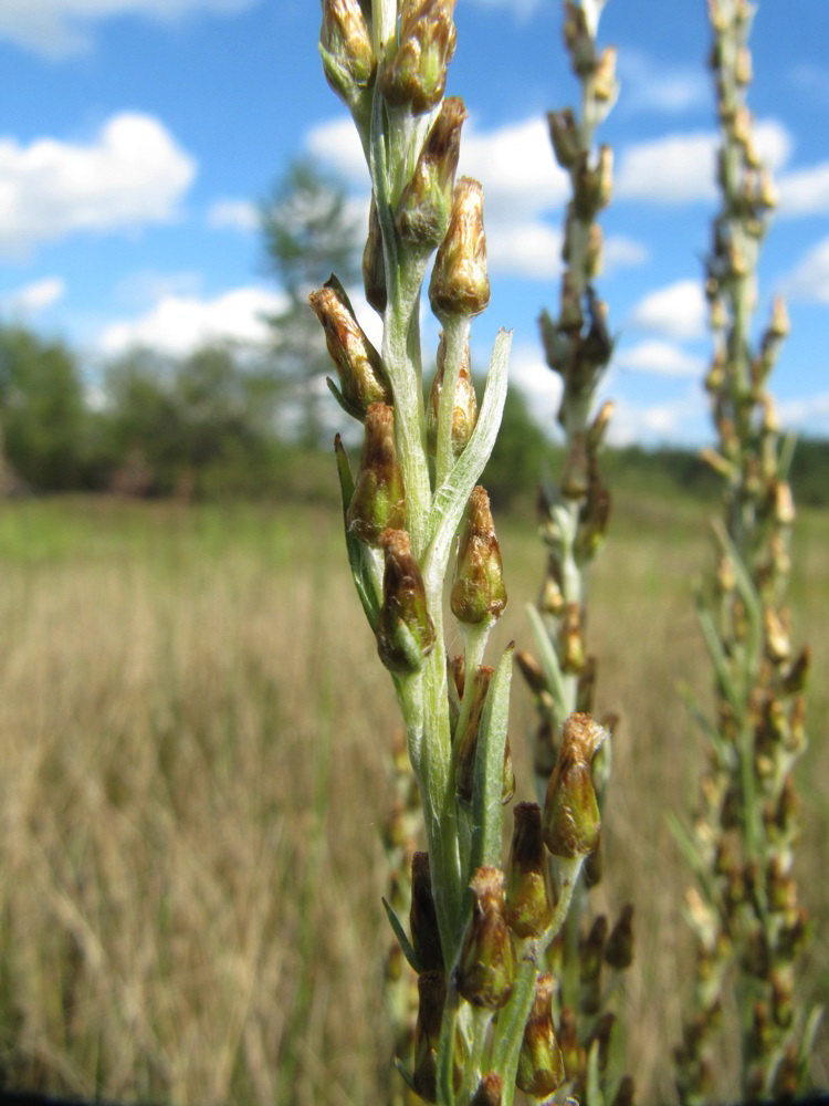 Изображение особи Omalotheca sylvatica.