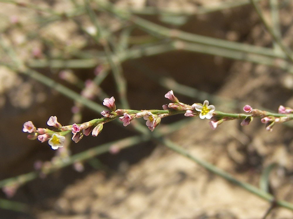 Image of Polygonum patulum specimen.