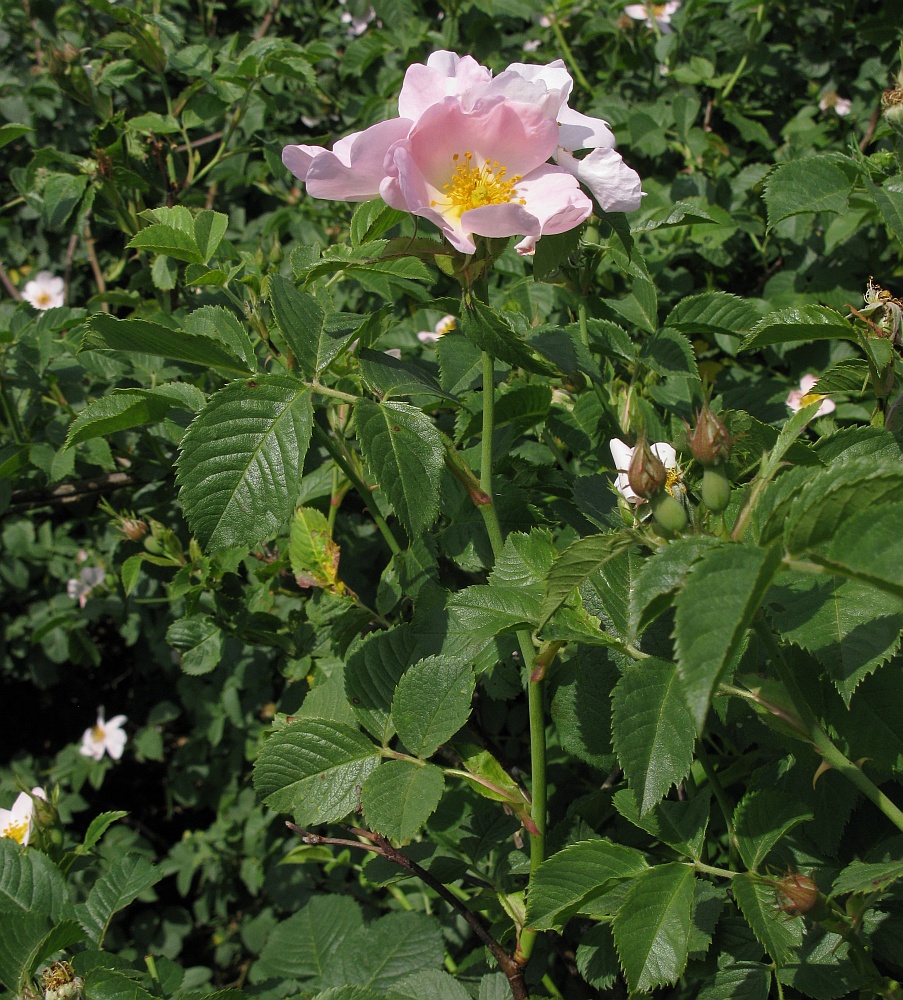 Изображение особи Rosa uncinella.