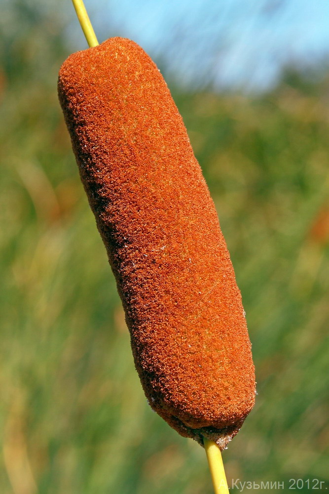 Image of Typha elatior specimen.