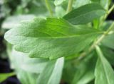 Stevia rebaudiana. Лист. Израиль, г. Беэр-Шева, в цветочном магазине в качестве ароматической культуры. 08.12.2012.