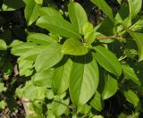 Populus suaveolens. Часть ветви. Хабаровский край, Ванинский р-н, окр. пос. Высокогорный. 12.06.2012.