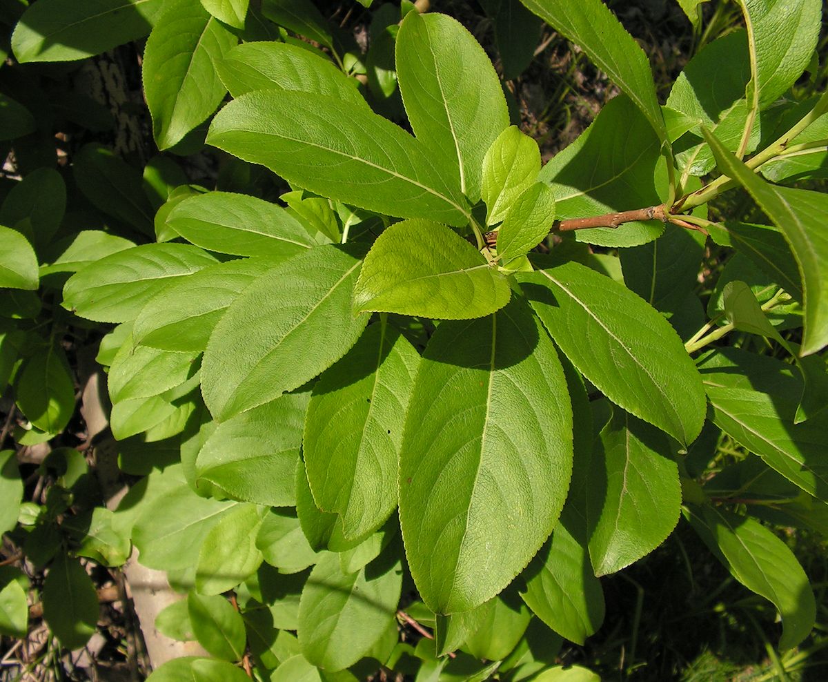 Image of Populus suaveolens specimen.