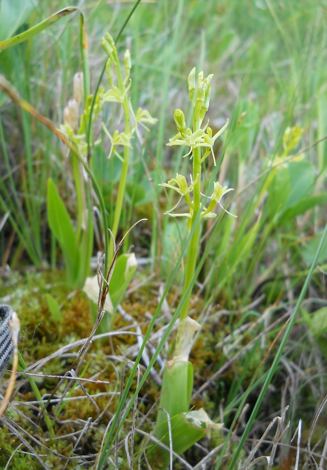 Image of Liparis loeselii specimen.