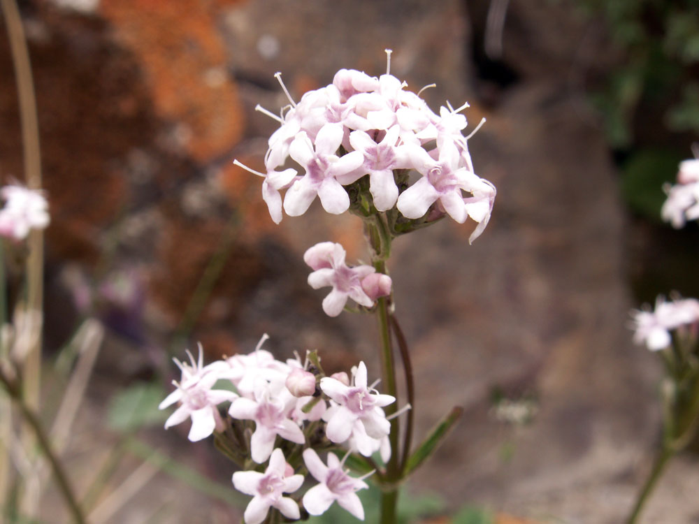 Изображение особи Valeriana fedtschenkoi.