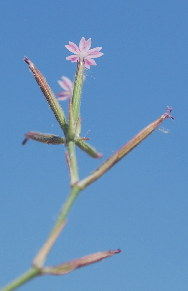 Image of Velezia rigida specimen.