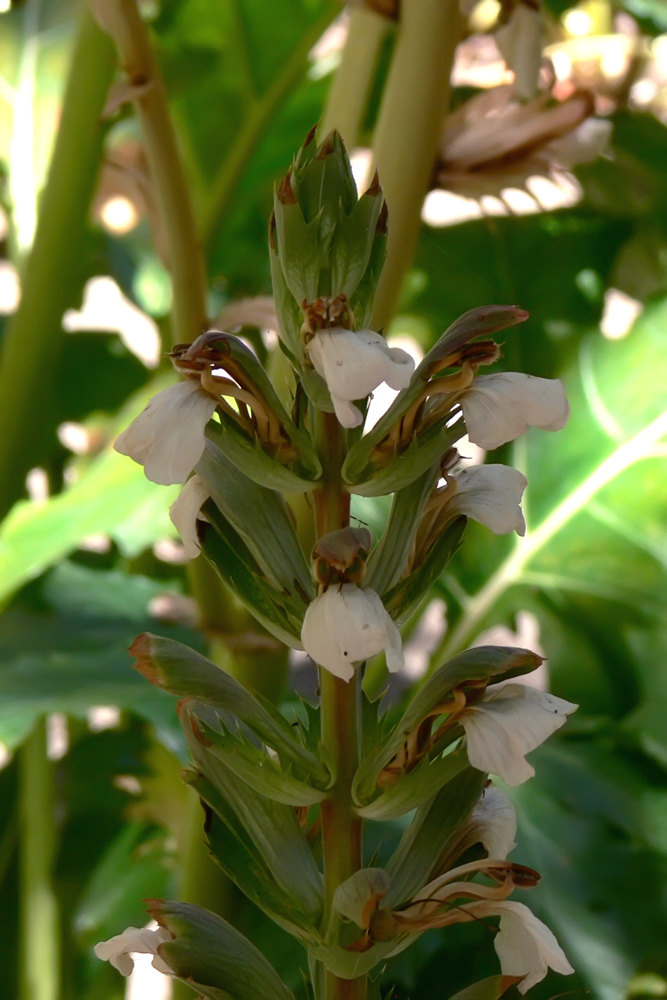 Image of Acanthus mollis specimen.