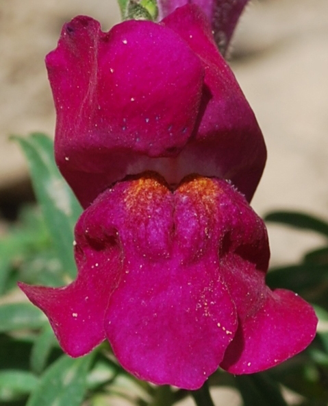 Изображение особи Antirrhinum majus.