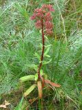Hylotelephium triphyllum. Цветущее растение. Украина, г. Запорожье, возле Гребного канала. 06.10.2012.