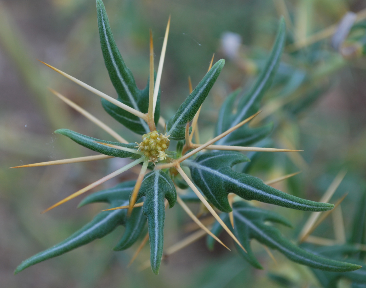 Image of Xanthium spinosum specimen.