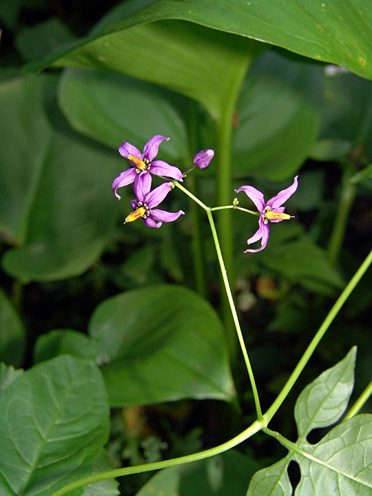 Изображение особи Solanum dulcamara.