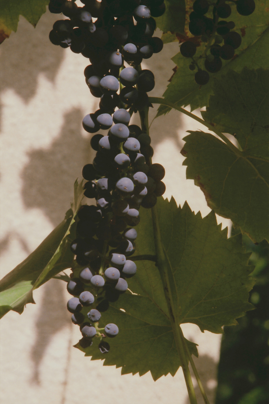 Image of Vitis &times; bacoi specimen.