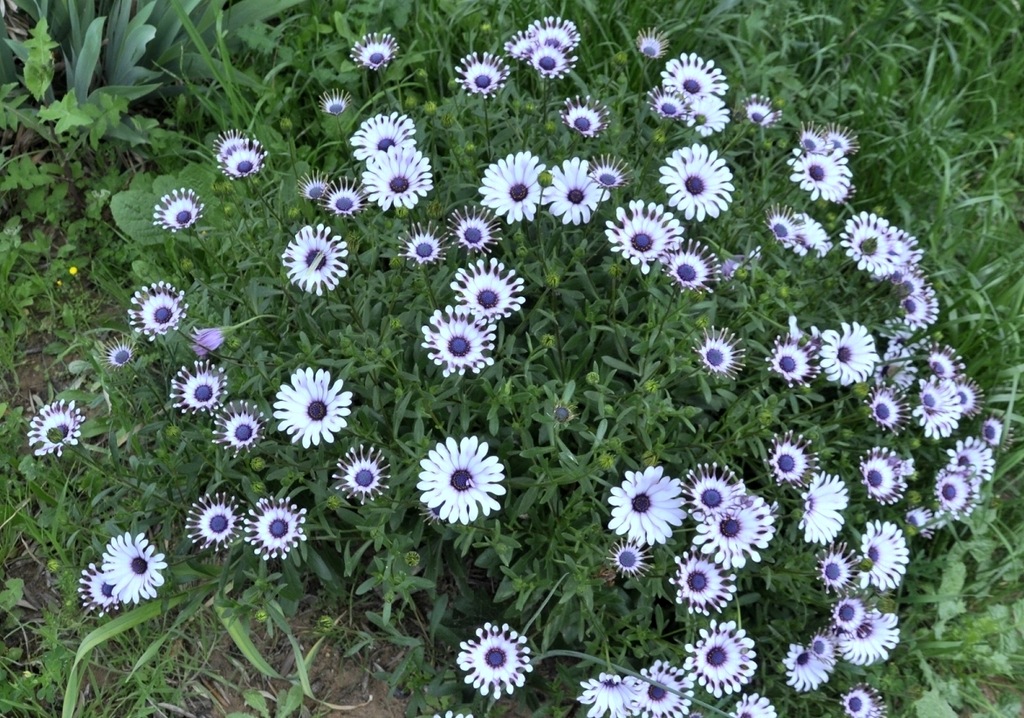 Image of genus Dimorphotheca specimen.