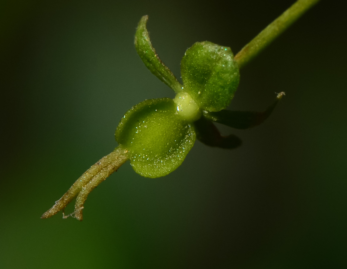 Image of Dodonaea viscosa specimen.