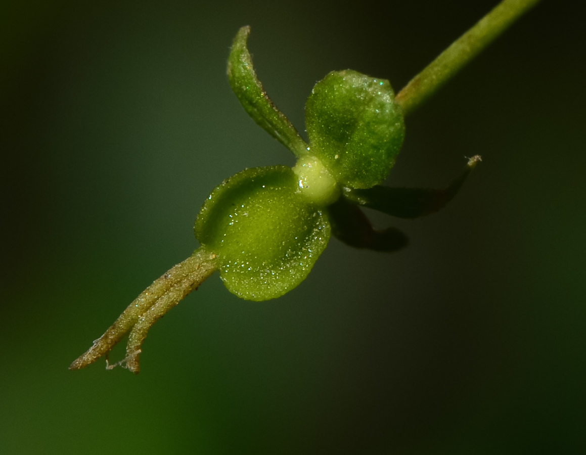 Изображение особи Dodonaea viscosa.