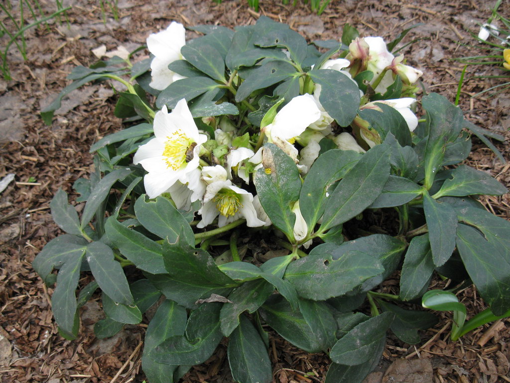 Изображение особи Helleborus niger.