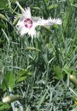 Dianthus plumarius