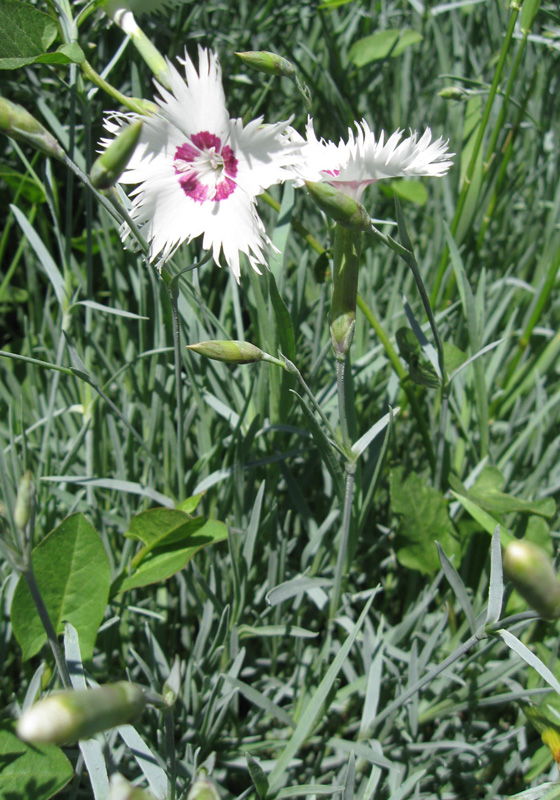 Изображение особи Dianthus plumarius.