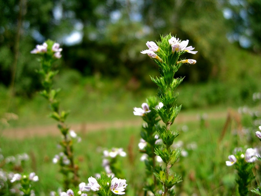 Изображение особи Euphrasia maximowiczii.