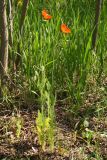 Papaver stevenianum. Цветущее растение. Ростовская обл., Неклиновский р-н, Николаевское с/п, балка. 07.05.2013.