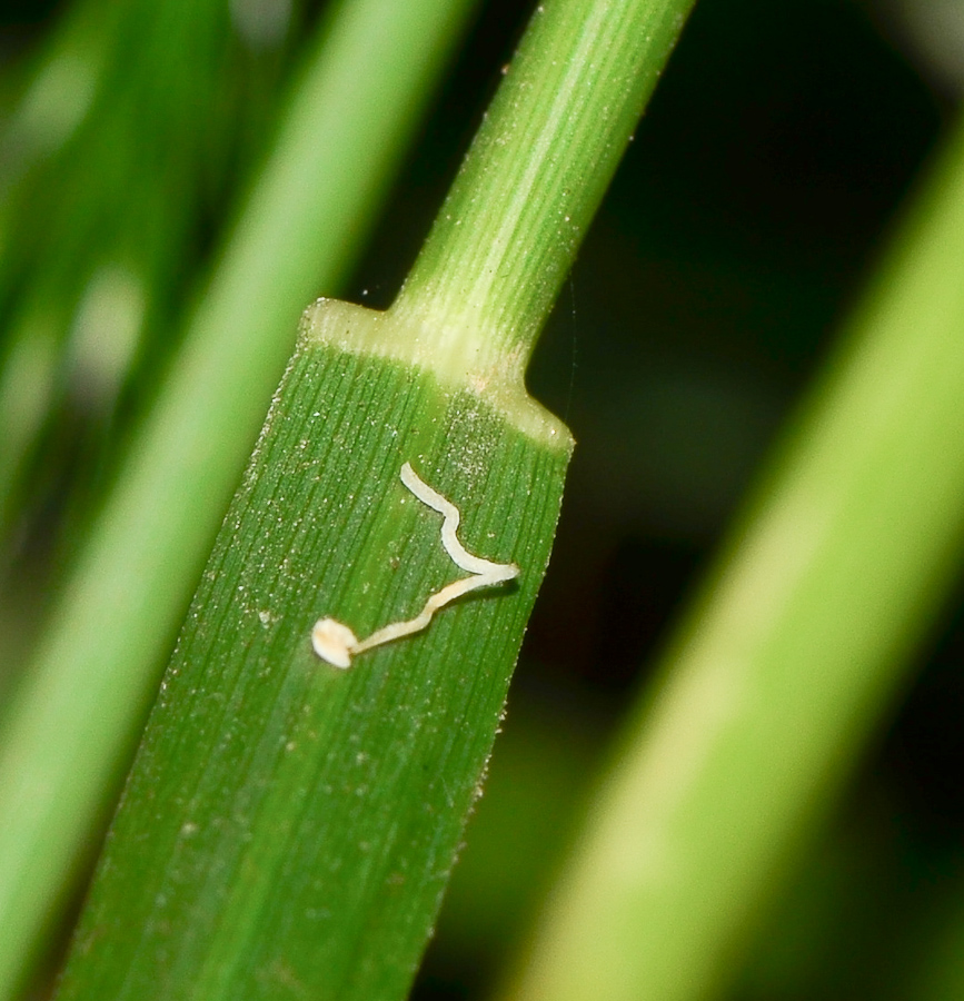 Image of Oloptum thomasii specimen.