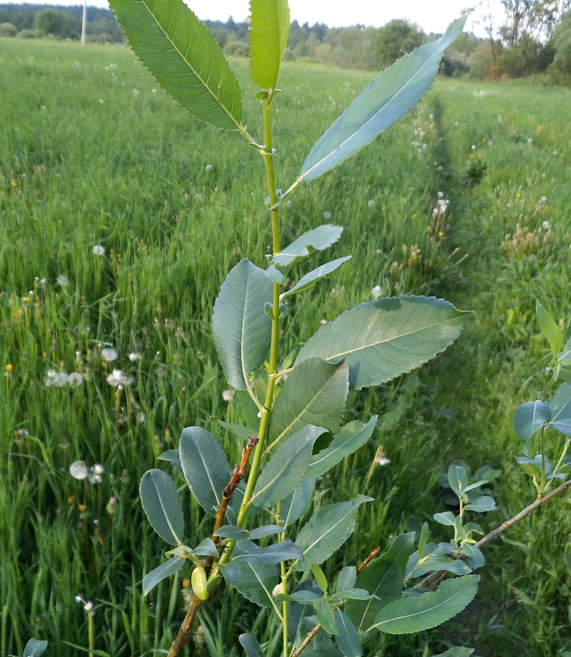 Изображение особи Salix hexandra.