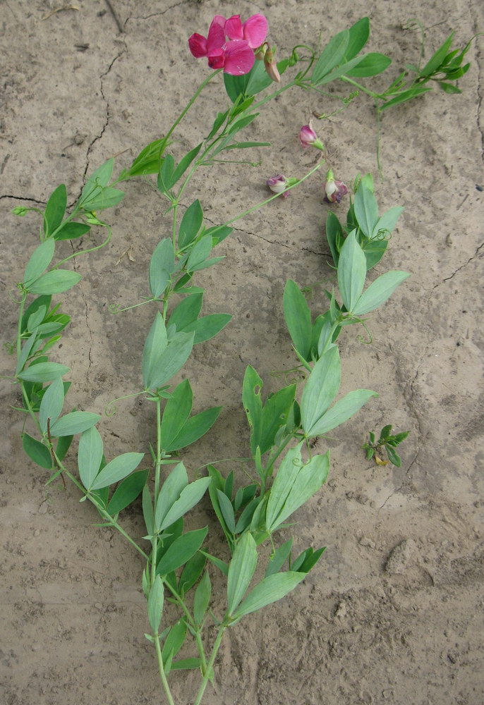 Image of Lathyrus tuberosus specimen.