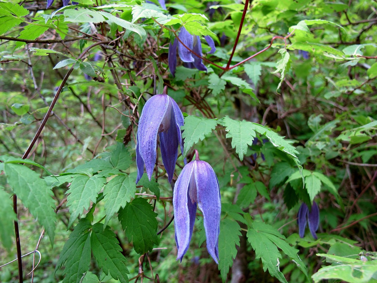 Изображение особи Atragene alpina.