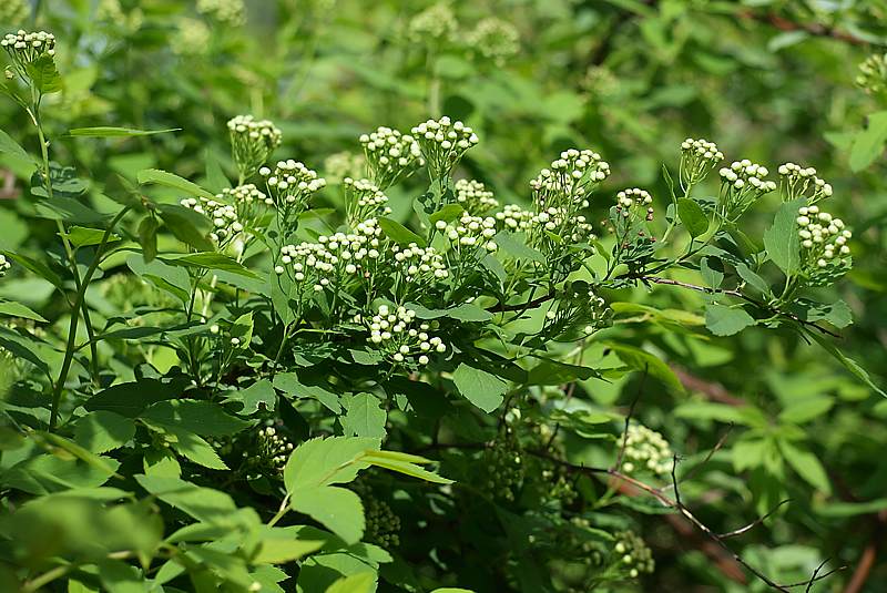 Image of Spiraea chamaedryfolia specimen.