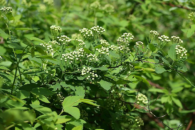 Изображение особи Spiraea chamaedryfolia.