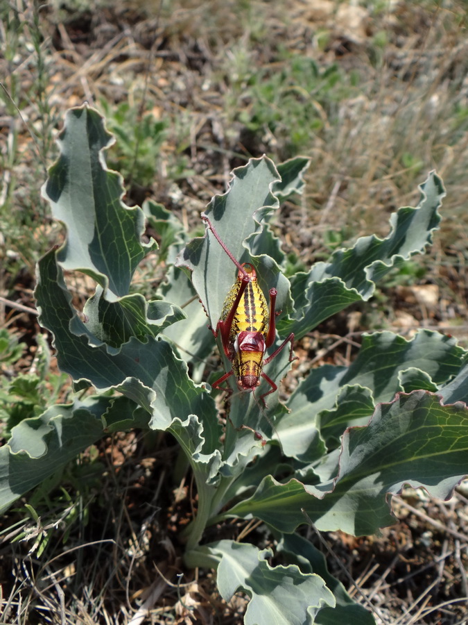 Image of Scorzonera crispa specimen.