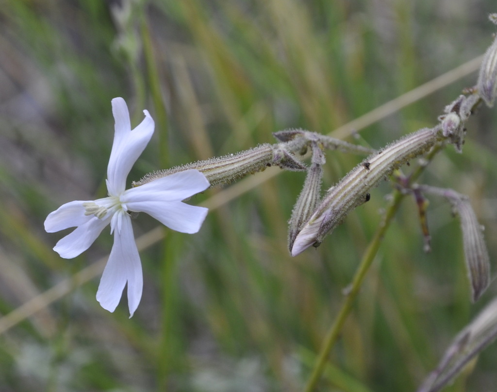 Изображение особи Silene italica.