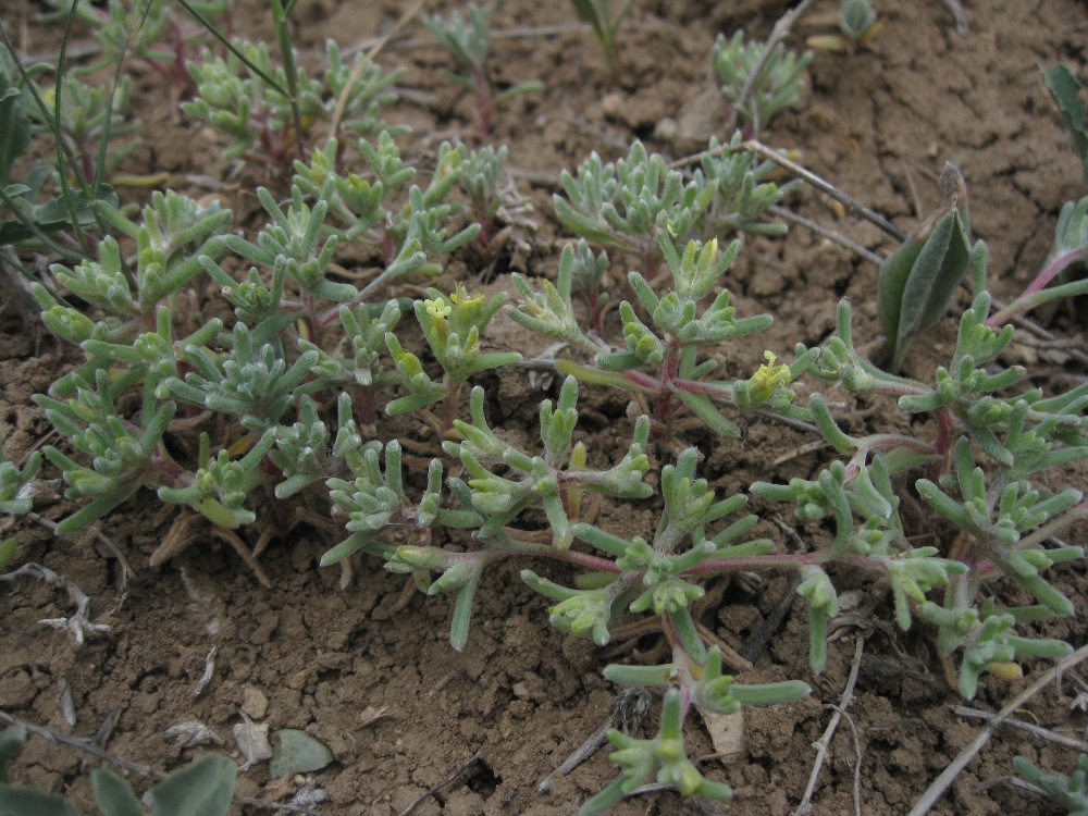 Image of Halimocnemis rarifolia specimen.