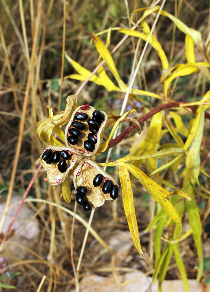 Image of Paeonia hybrida specimen.