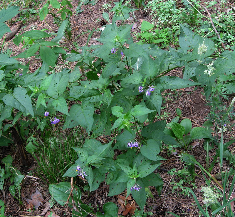 Изображение особи Solanum kitagawae.
