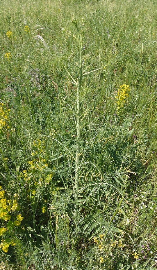 Image of Sisymbrium altissimum specimen.