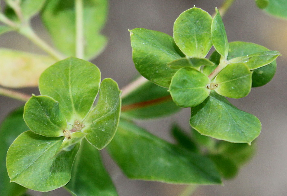 Изображение особи Euphorbia palustris.