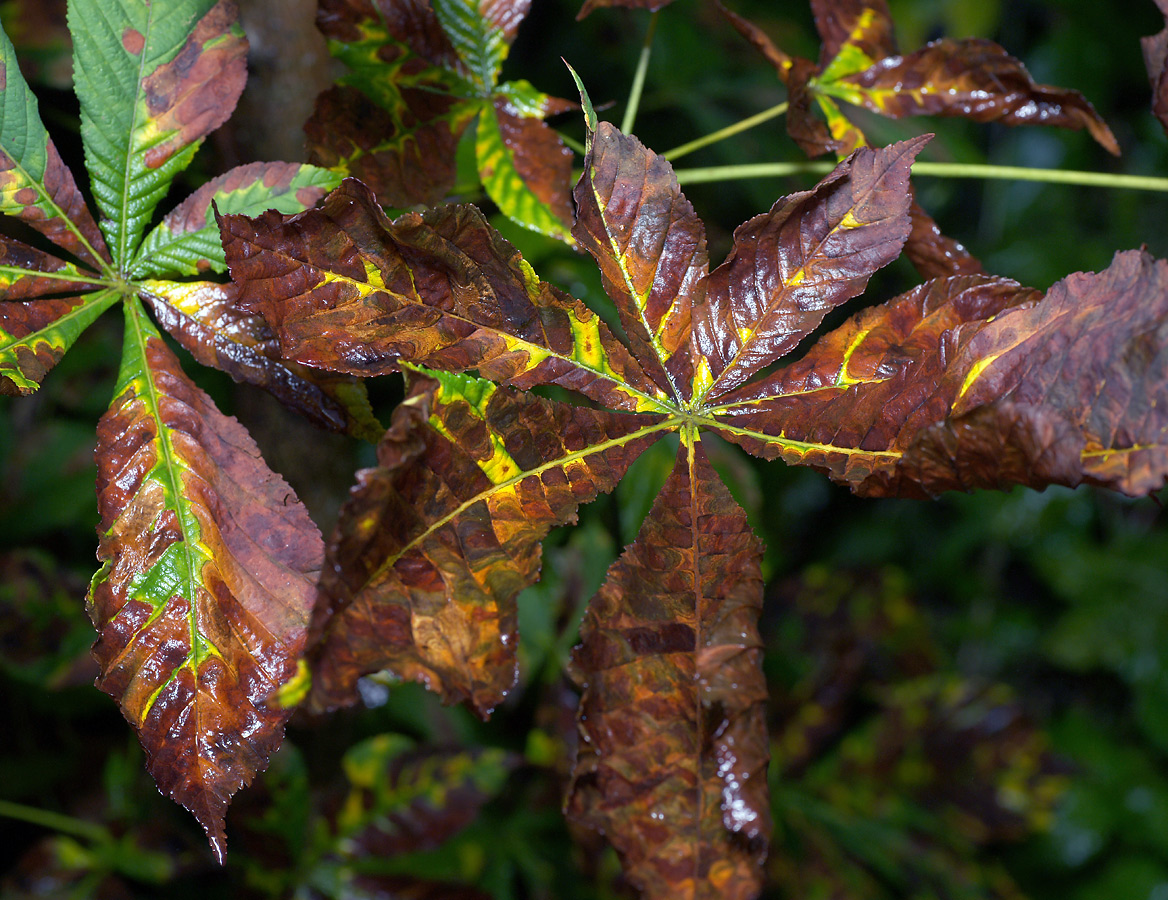 Изображение особи Aesculus hippocastanum.